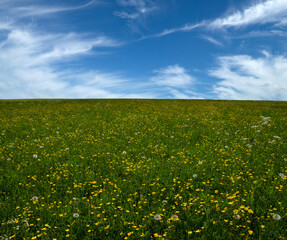 Poster - Landscape of green meadow