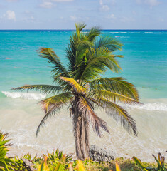 Coconut palm trees against blue sky and Caribbean sea. Vacation holidays background wallpaper. View of nice tropical beach