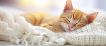 Ginger Kitten In Cozy Sweater Naps On White Carpet With Toy