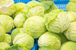 background of cabbage in the store