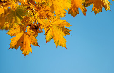 Canvas Print - autumn leaves