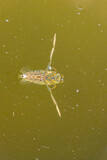 Fototapeta Dmuchawce - Backswimmer Notonecta glauca in a small pond