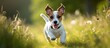 Energetic jack russell terrier happily playing and alert with amusing ears in the grass