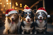 Hunde mit Weihnachtsmützen