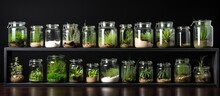 Clear Containers With New Lush Plants On Display