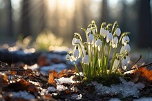 Early Spring Concept. Flowers Snowdrops In Garden, Sunlight. First Beautiful Snowdrops In Spring. Common Snowdrop Blooming. Galanthus Nivalis Bloom In Spring Forest. Snowdrops Close Up.