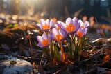 Fototapeta Kwiaty - Spring crocus flowers in garden. First crocuses on sunny morning. Yellow and purple crocus or safron flowers. Wild purple crocuses blooming in their natural environment in the forest.