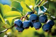 Mature blueberries on bush with natural backdrop. Generative AI