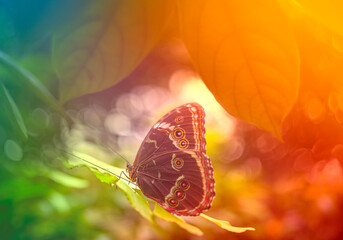 Wall Mural - Butterfly Blue Morpho, Morpho peleides, in rainforest