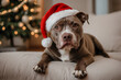 © Anisgott - A playful pitbull dog, adorned with a whimsical Santa hat, romps on a cozy sofa in the heart of a lovingly decorated living room surrounded by children