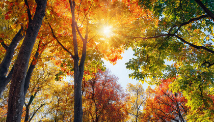 Wall Mural - autumn scenery with a canopy of tall deciduous trees with the bright sun beautifully shining through the colorful foliage square format