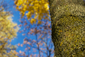 Wall Mural - autumn leaves on a tree with blue sky background