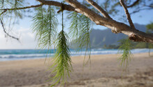 Beach Swings Punaluu Beach North Shore Oahu Hawaii Casuarina Equisetifolia Coastal She Oak Horsetail She Oak Beach Sheoak Beach Casuarina Or Whistling Tree