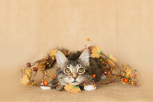 Brown With White Chest Tabby Kitten Chewing On And Tangled Up In A Fall Decoration Of Fall Berries, Orange And Yellow Leaves, And Brown Twig Branches, Posing For Photo On A Burlap Background.