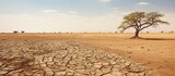Dry landscape with eroded soil and sparse acacia trees showing signs of erosion on sandy ground Dry climate contributing to desertification Photo captured in the dry season