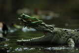 Fototapeta  - crocodile, frog, a crocodile and a cute frog on his head
