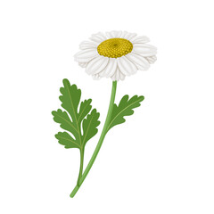 Wall Mural - Vector illustration, Tanacetum parthenium, known as feverfew flower, isolated on white background.