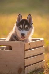 One black and white Siberian husky pup sitting in wooden crate back lit with sunshine. 