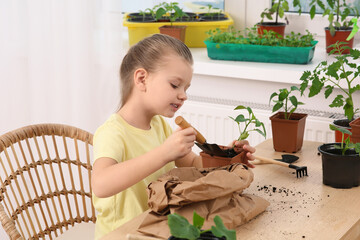 Canvas Print - Cute little girl planting seedling into pot at wooden table in room