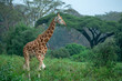Young female Uganda giraffe walking through a meadow with acacia forest in background at Lake Nakuru National Park, Kenya