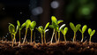 Green seedling illustrating concept of new life and eco-friendly living