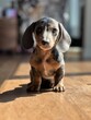 Blue and tan dapple dachshund puppy wiener dog