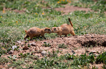 Prairie dog at Wichita mountains state park, Oklahoma