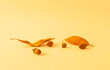 Acorns and acorn leaf on yellow background. 黄色背景上のどんぐりとどんぐりの葉