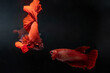 Red Halfmoon Siamese Fighting Fish, Betta Splendens, Plakad, Rhythmic of Betta fish isolated on black background. Close up, macro photography.