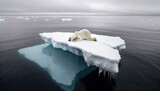Adrift in a Changing World: Polar Bears Cling to Drifting Ice Sheets, a Stark Portrayal of the Urgent Consequences of Climate Change in the Arctic.