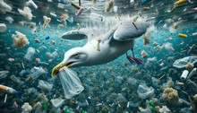 Seagulls And The Plastic Predicament: The Consequences Of Ocean Pollution