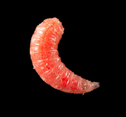 red maggot isolated on black background. macro