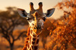 Giraffe on african savannah in sunset time. Created with Generative AI