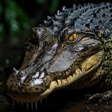 HD Portrait Photo Of A Crocodile