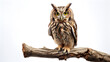 owl sitting on a tree branch on white background forest bird isolated on white background