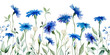 Seamless border made of watercolor wild flowers and cornflowers, summer wedding illustration