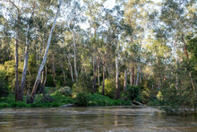 Tall Eucalyptus Trees On The Banks Of The Fast Flowing Yarra River At Warrandyte River Reserve. High Water Floods Near Melbourne At Warrandyte, Victoria, Australia.