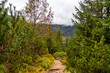 path in the forest Tatra National Park, Zakopane Poland. Kasprowy Wierch
