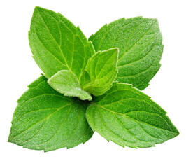 Wall Mural - Fresh mint isolated on white background