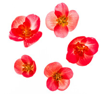 Red Begonia Flowers On The White Background