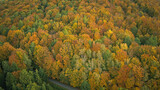 Fototapeta Na sufit - Autumn Forest - Jesienny Las