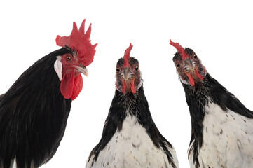 Sticker - portrait rooster and chicken lakenfelder isolated on a white background