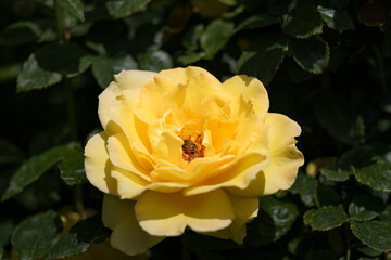 A honeybee dives into the bright yellow blossom of a 