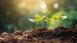 © Daniel - plant seedling in sunlight. growing tree.