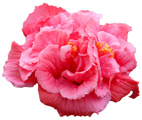 Sticker - Beautiful real single flower flowerhead of tropical Hibiscus rosa sinensis cut out on an isolated background