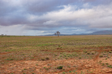 A panoramic view of savannah grassland with acacia trees growing in the wild at Tsavo East National Park, Kenya