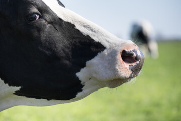 Side view with focus on the nose and eye of a black and white proud, arrogant and wary cow in a green pasture. Blurred grazing cow in background with blue sky