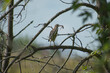 striated heron on branch with frog in mouth