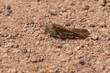 grasshopper on the back of another grasshopper