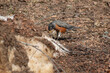 robin bird eating worm